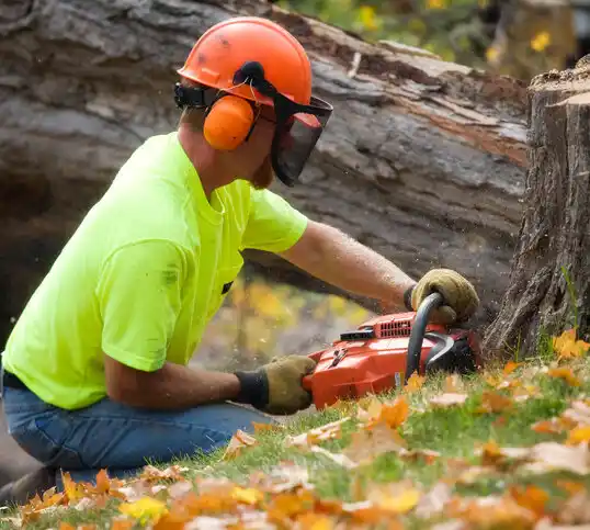 tree services Inver Grove Heights